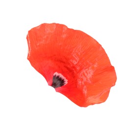 Photo of Petal of red poppy flower isolated on white