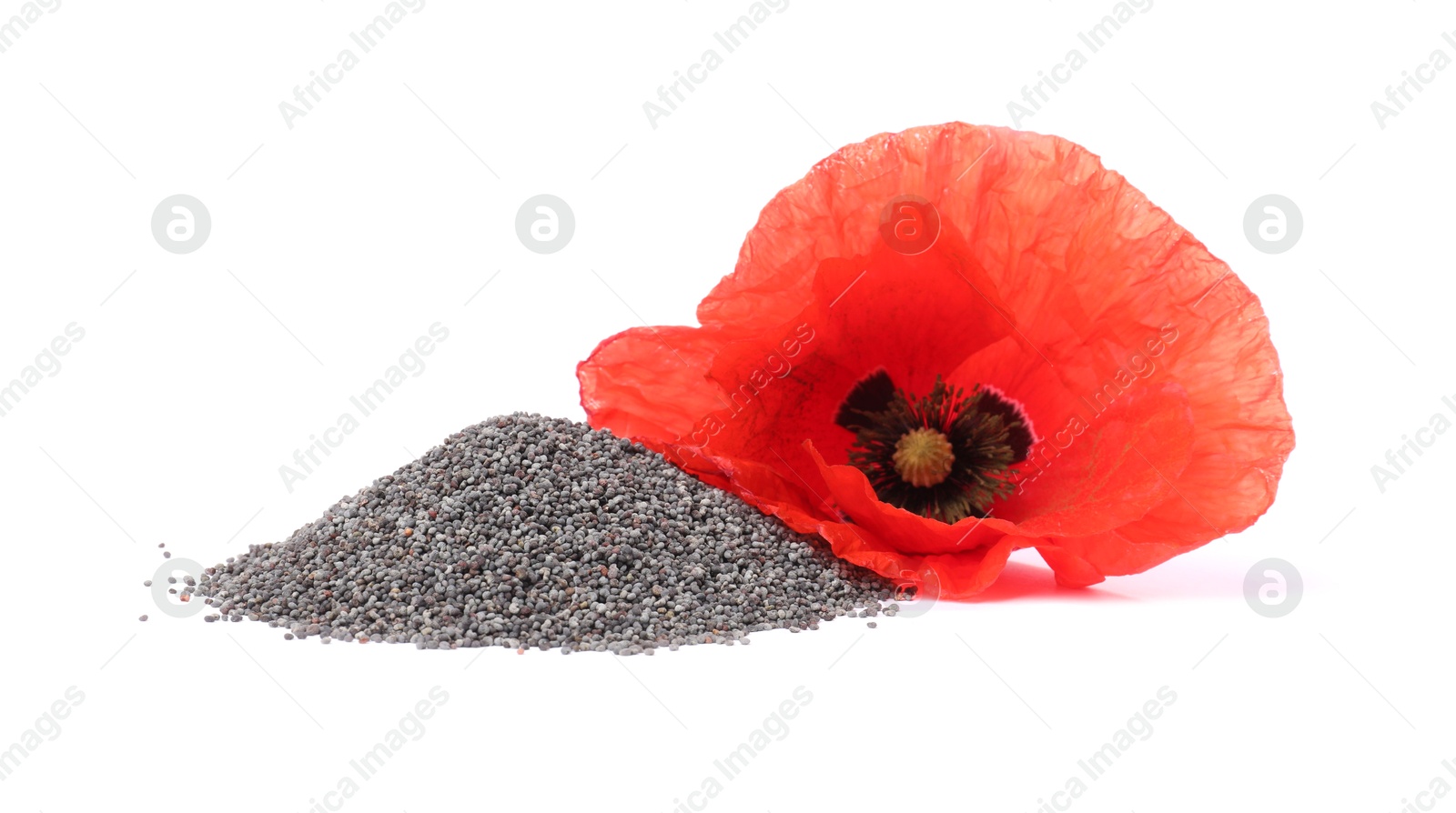 Photo of Heap of poppy seeds and flower isolated on white