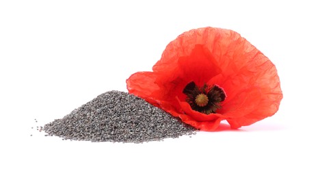 Photo of Heap of poppy seeds and flower isolated on white