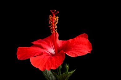 Photo of Beautiful red hibiscus flower on black background, closeup