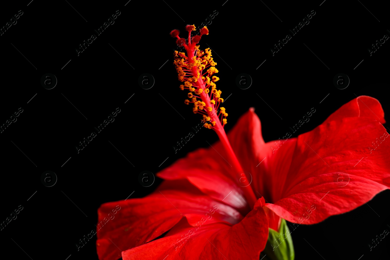 Beautiful red hibiscus flower on black background, closeup. Space for text Photo of Beautiful red hibiscus flower on black background, closeup. Space for text