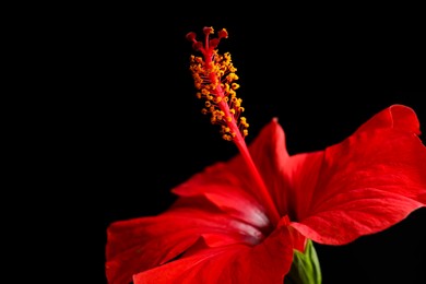 Photo of Beautiful red hibiscus flower on black background, closeup. Space for text