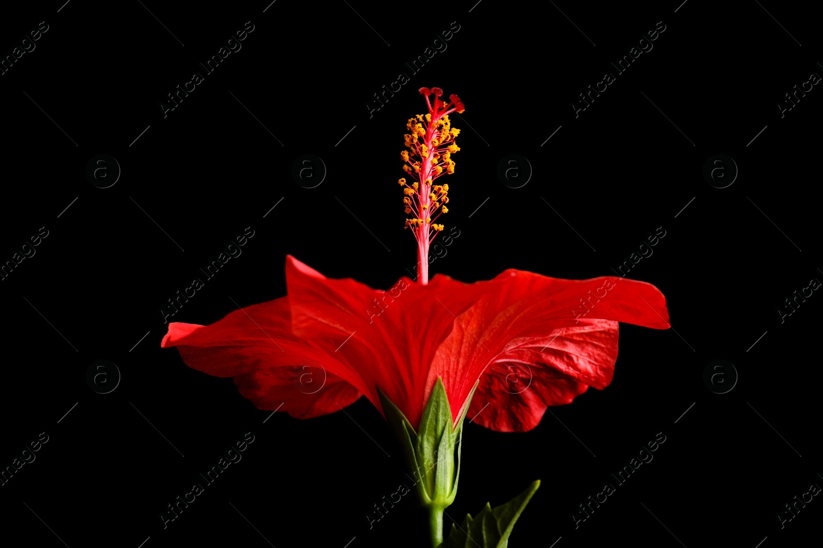 Photo of Beautiful red hibiscus flower on black background, closeup
