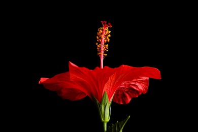 Photo of Beautiful red hibiscus flower on black background, closeup