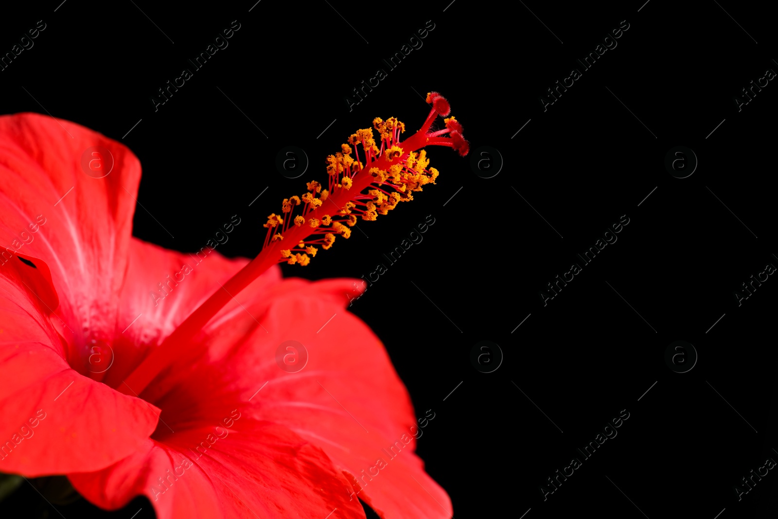 Beautiful red hibiscus flower on black background, closeup. Space for text Photo of Beautiful red hibiscus flower on black background, closeup. Space for text