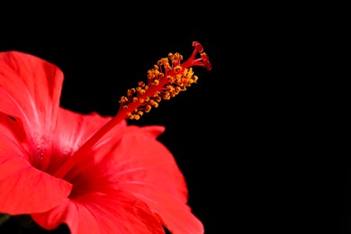 Photo of Beautiful red hibiscus flower on black background, closeup. Space for text