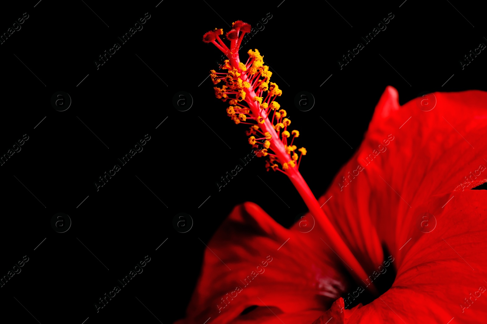 Beautiful red hibiscus flower on black background, closeup. Space for text Photo of Beautiful red hibiscus flower on black background, closeup. Space for text
