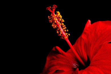 Photo of Beautiful red hibiscus flower on black background, closeup. Space for text