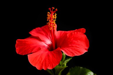 Photo of Beautiful red hibiscus flower on black background, closeup