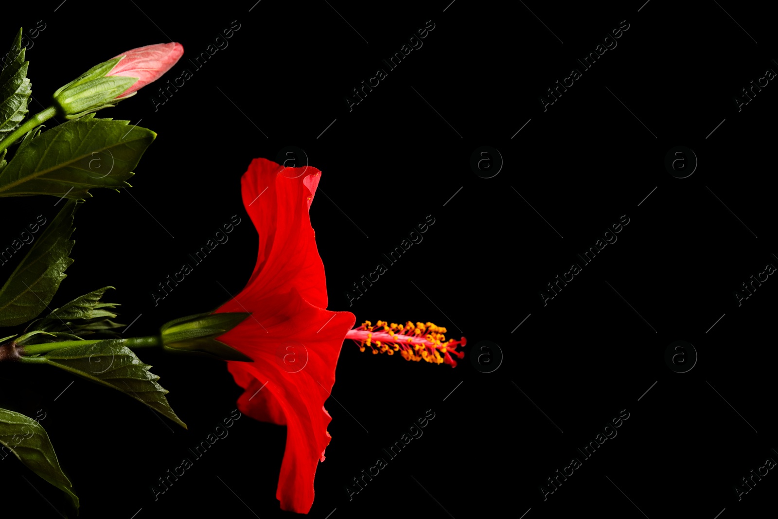 Beautiful red hibiscus flower on black background, closeup. Space for text Photo of Beautiful red hibiscus flower on black background, closeup. Space for text