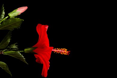Photo of Beautiful red hibiscus flower on black background, closeup. Space for text