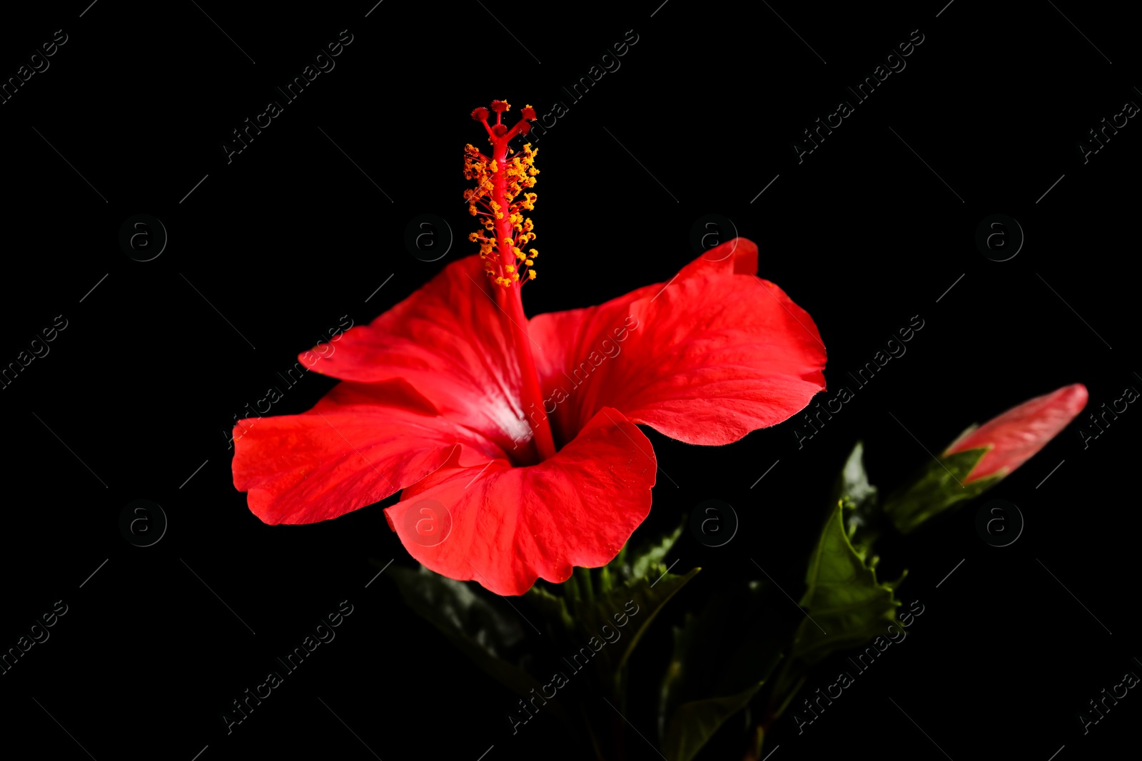 Beautiful red hibiscus flower on black background, closeup Photo of Beautiful red hibiscus flower on black background, closeup