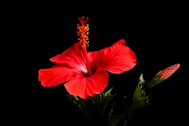 Photo of Beautiful red hibiscus flower on black background, closeup