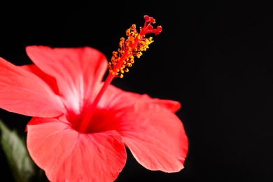 Photo of Beautiful red hibiscus flower on black background, closeup. Space for text