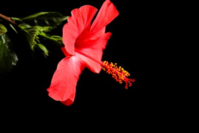 Photo of Beautiful red hibiscus flower on black background, closeup. Space for text