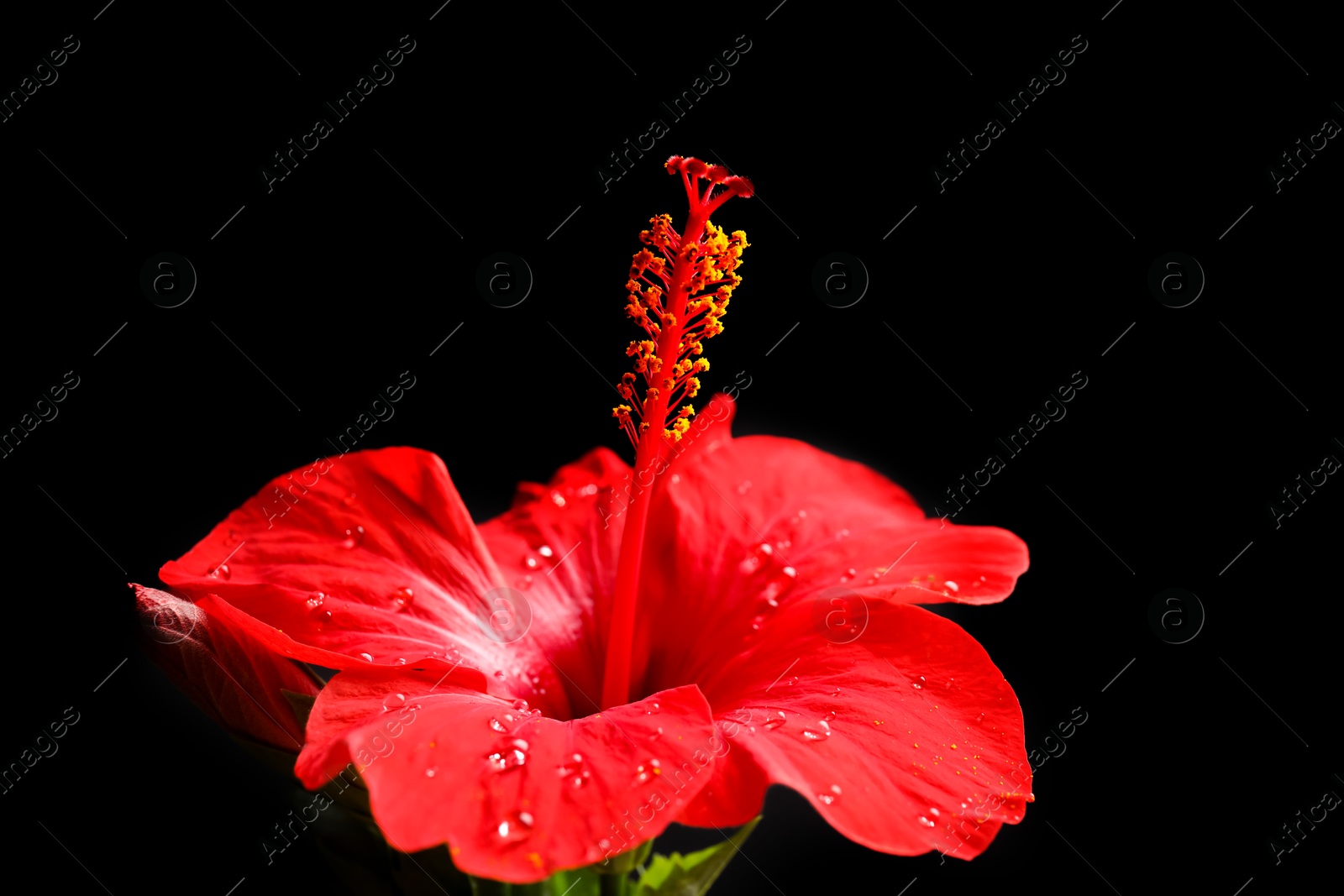 Beautiful red hibiscus flower on black background, closeup Photo of Beautiful red hibiscus flower on black background, closeup