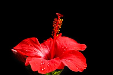 Photo of Beautiful red hibiscus flower on black background, closeup
