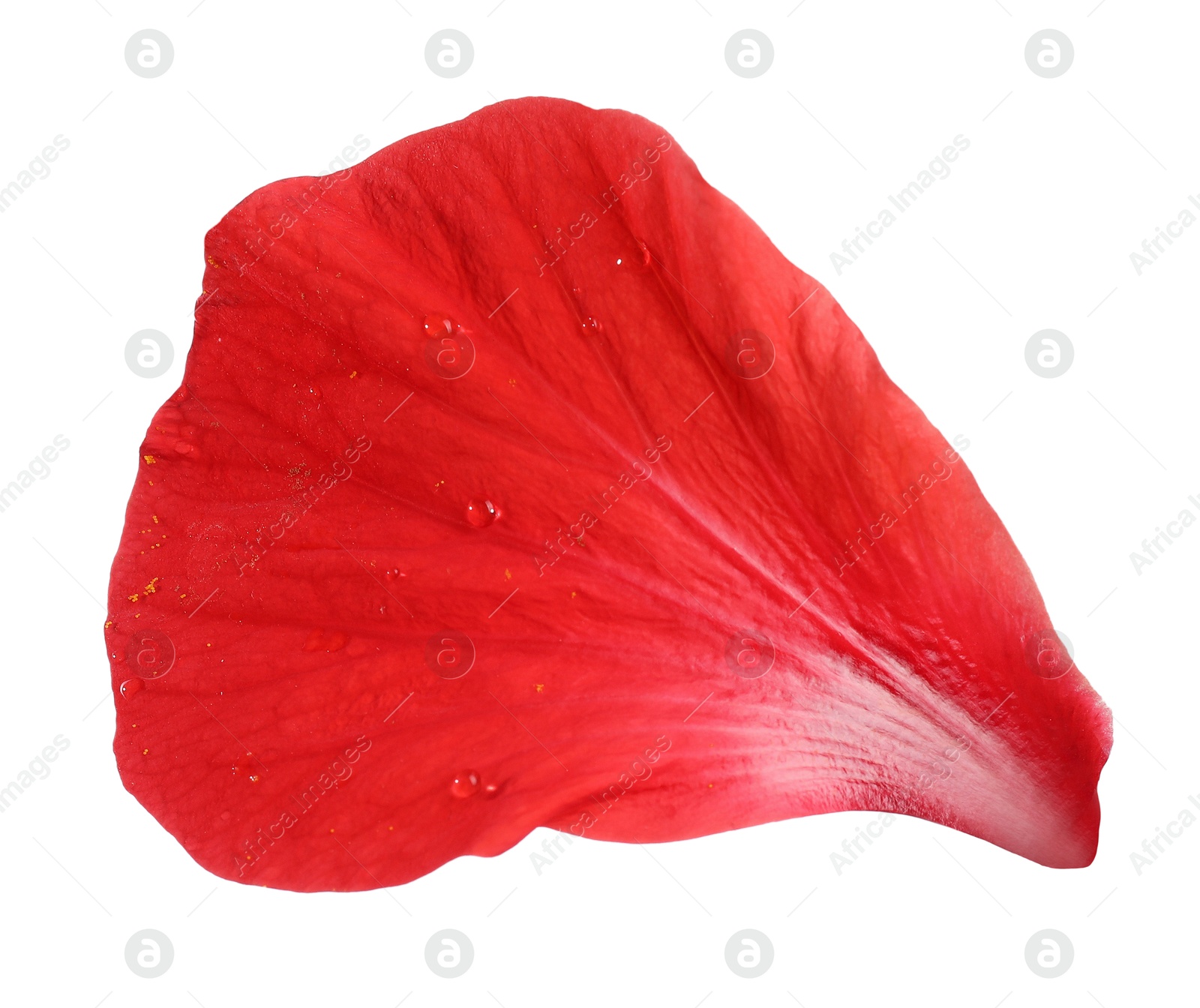 Photo of Petal of red hibiscus flower isolated on white