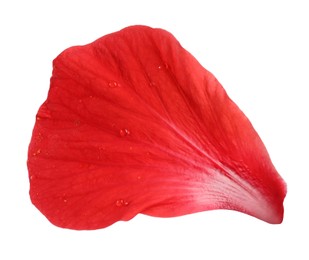Photo of Petal of red hibiscus flower isolated on white