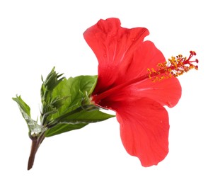 Photo of Beautiful red hibiscus flower with leaves isolated on white