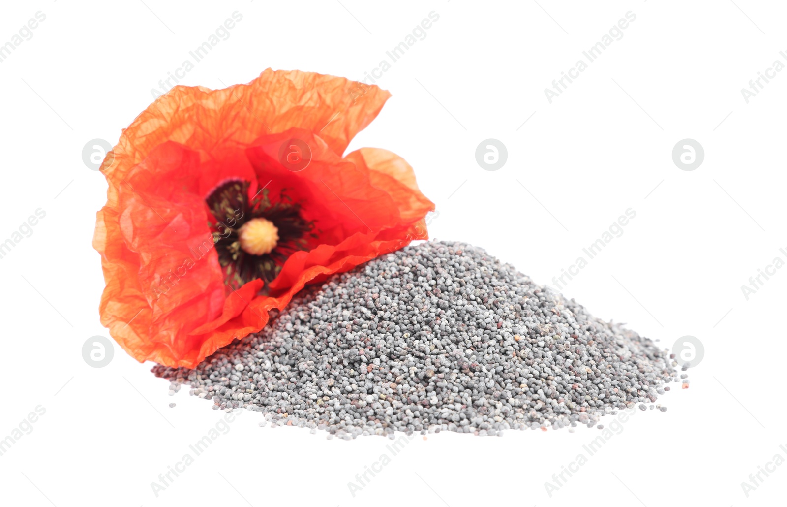 Photo of Heap of poppy seeds and red flower isolated on white