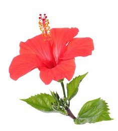 Photo of Beautiful red hibiscus flower with leaves isolated on white