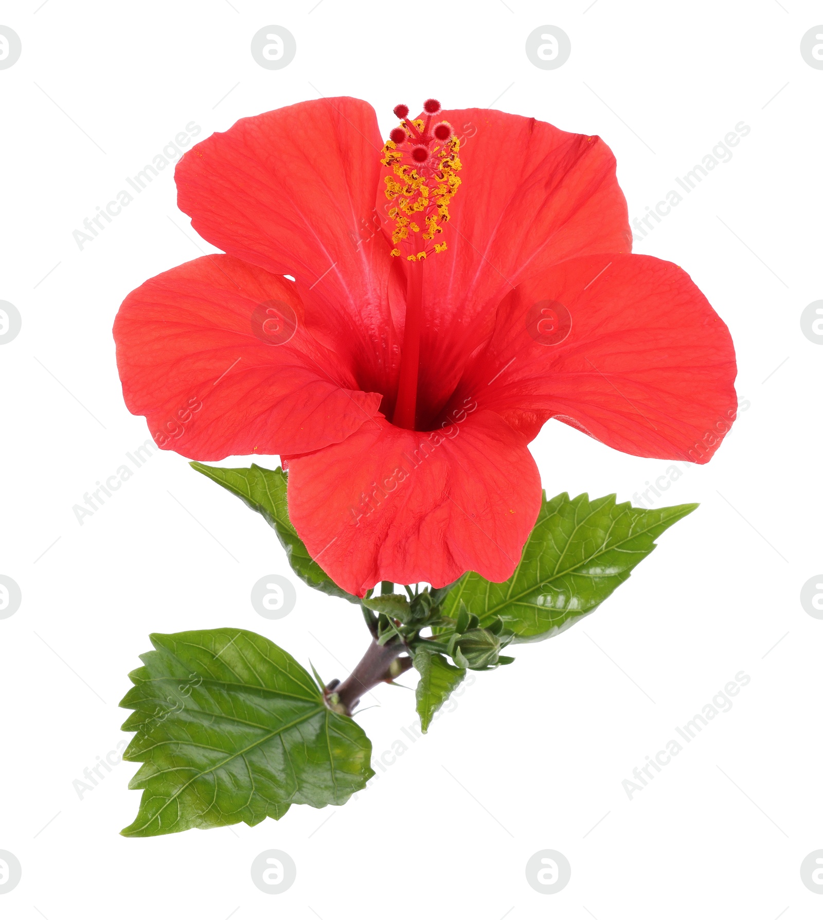Beautiful red hibiscus flower with leaves isolated on white Photo of Beautiful red hibiscus flower with leaves isolated on white