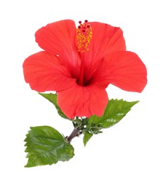 Photo of Beautiful red hibiscus flower with leaves isolated on white