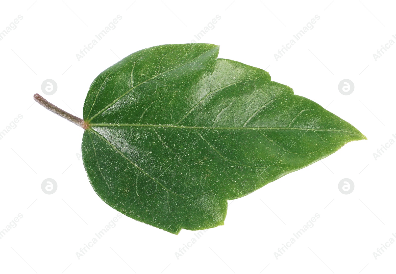 Leaf of hibiscus plant isolated on white Photo of Leaf of hibiscus plant isolated on white