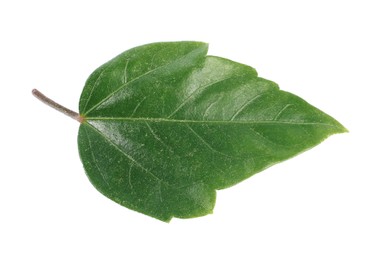 Photo of Leaf of hibiscus plant isolated on white