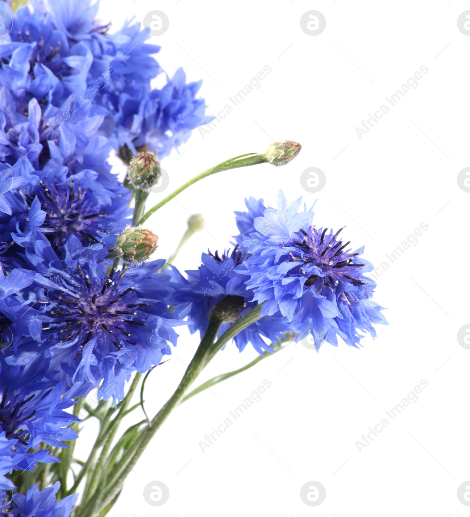 Photo of Bouquet of beautiful blue cornflowers isolated on white