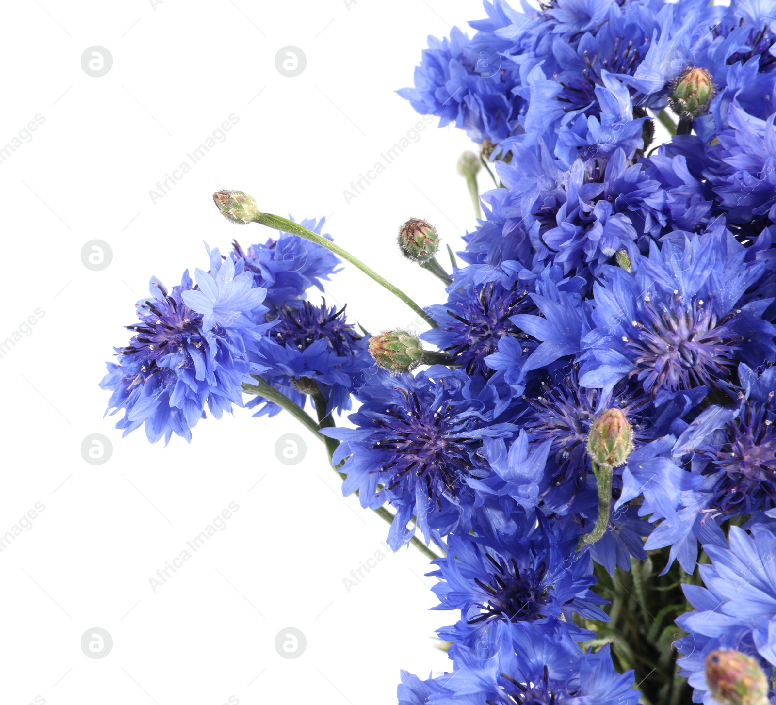 Photo of Bouquet of beautiful blue cornflowers isolated on white