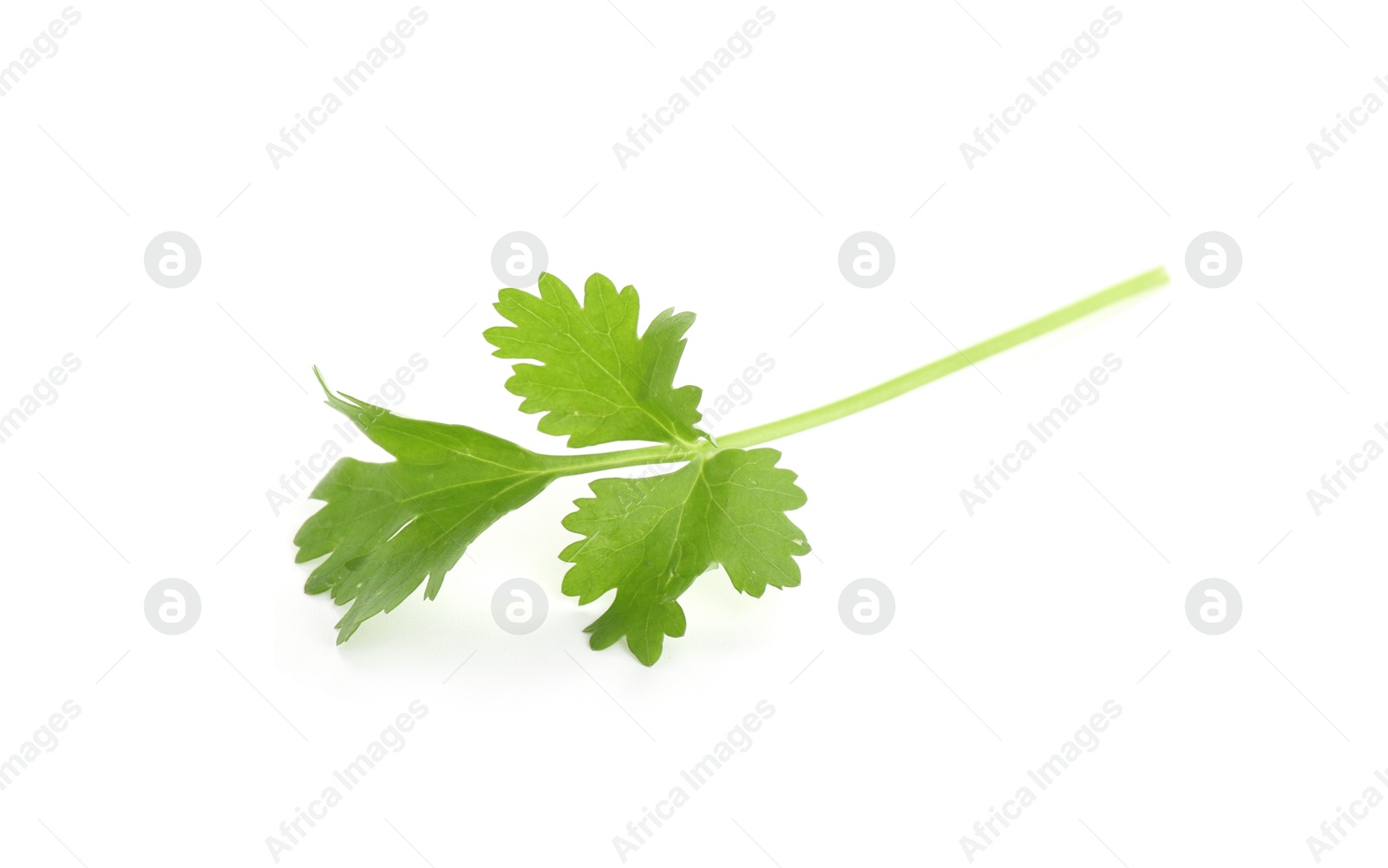 Sprig of aromatic cilantro isolated on white Photo of Sprig of aromatic cilantro isolated on white