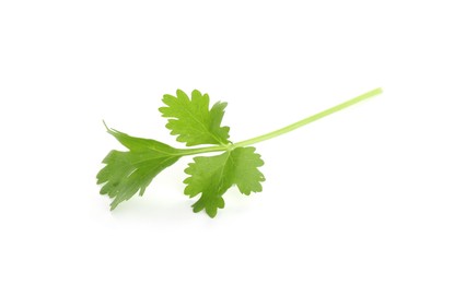 Photo of Sprig of aromatic cilantro isolated on white