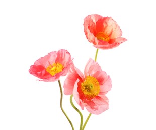 Photo of Three beautiful poppy flowers isolated on white