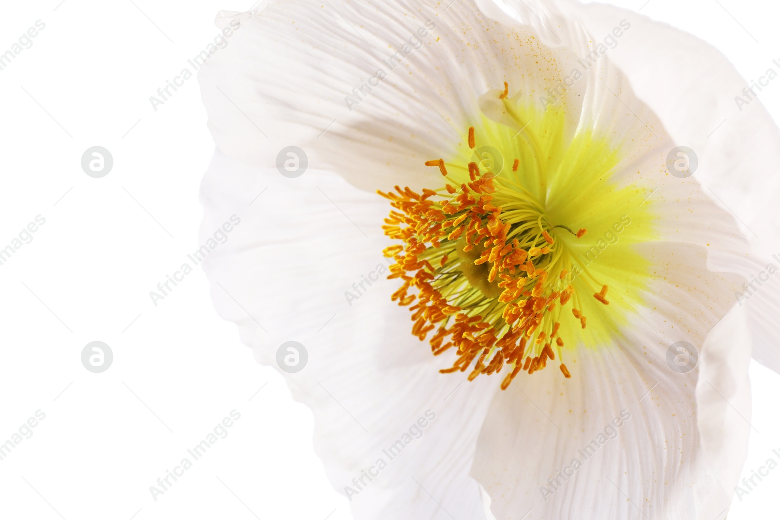 One beautiful poppy flower isolated on white Photo of One beautiful poppy flower isolated on white