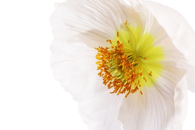 Photo of One beautiful poppy flower isolated on white