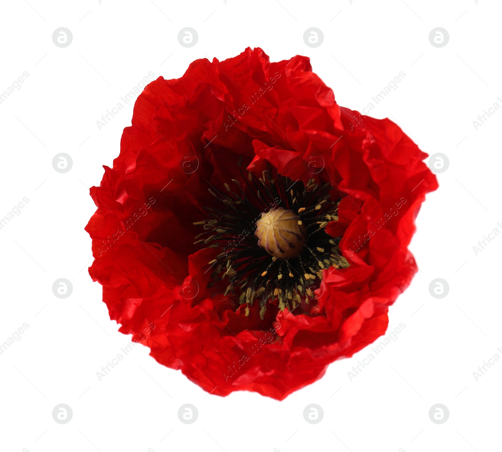 Photo of Beautiful red poppy flower isolated on white