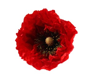 Photo of Beautiful red poppy flower isolated on white