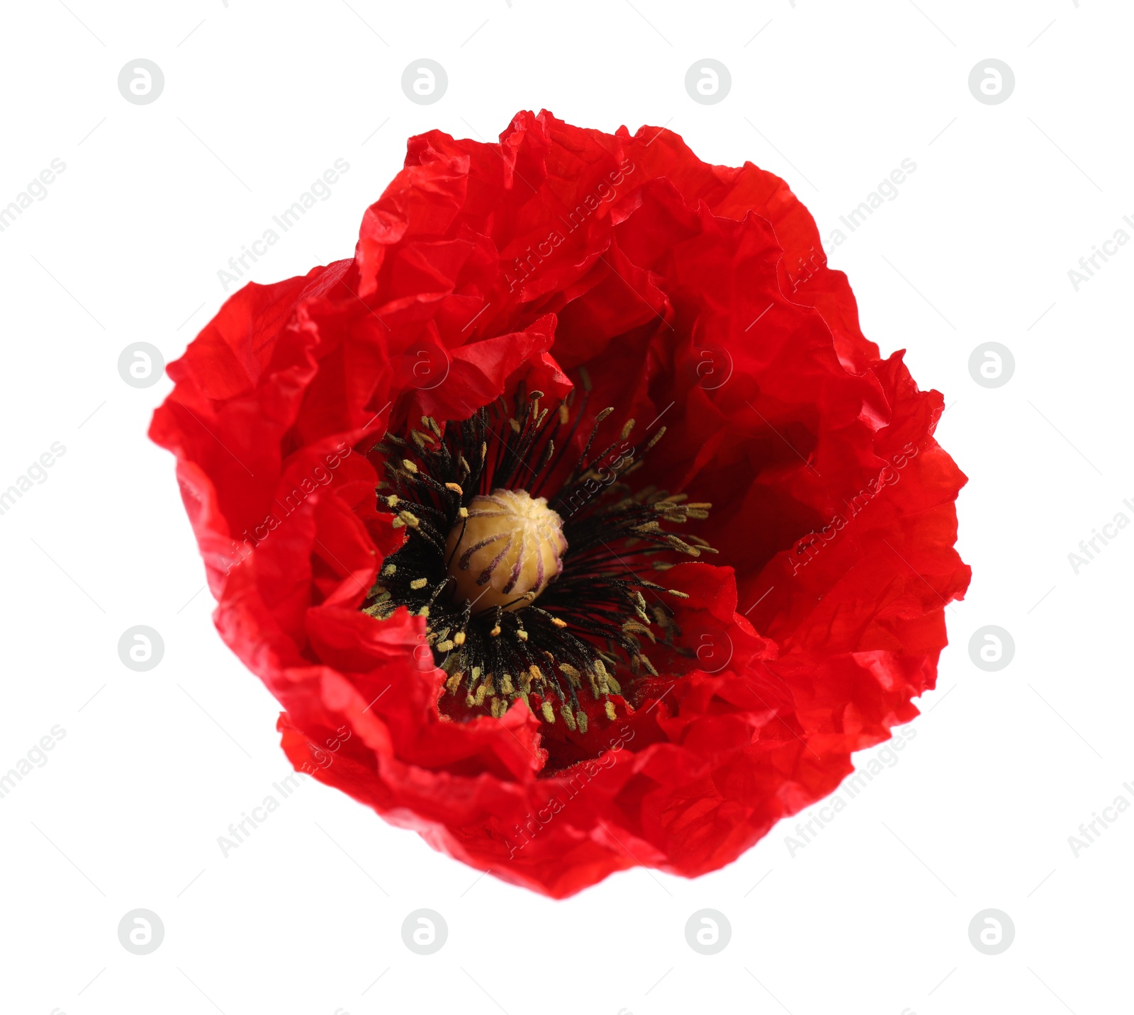 Photo of Beautiful red poppy flower isolated on white