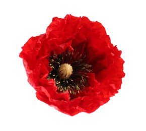 Photo of Beautiful red poppy flower isolated on white