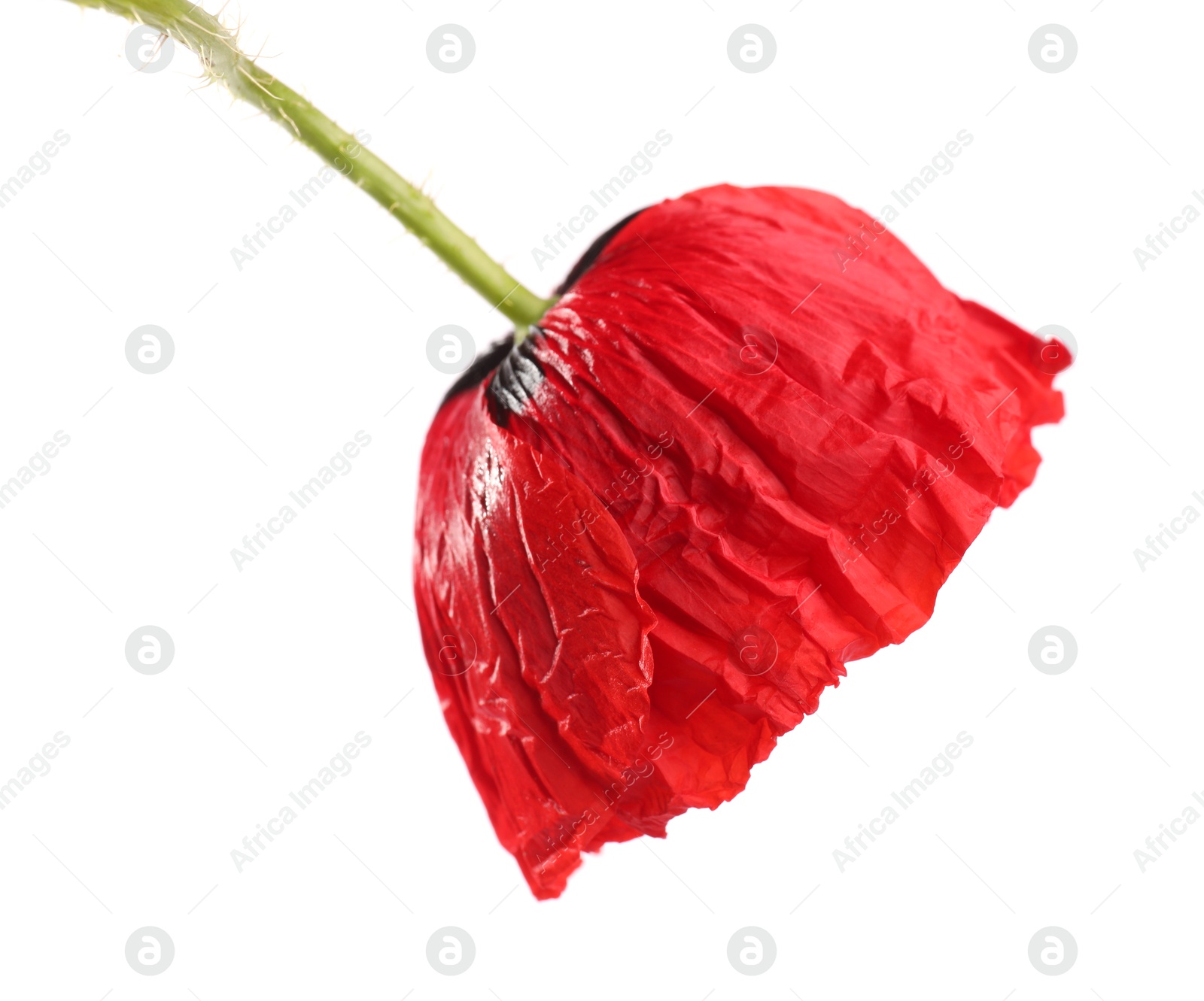 Photo of Beautiful red poppy flower isolated on white