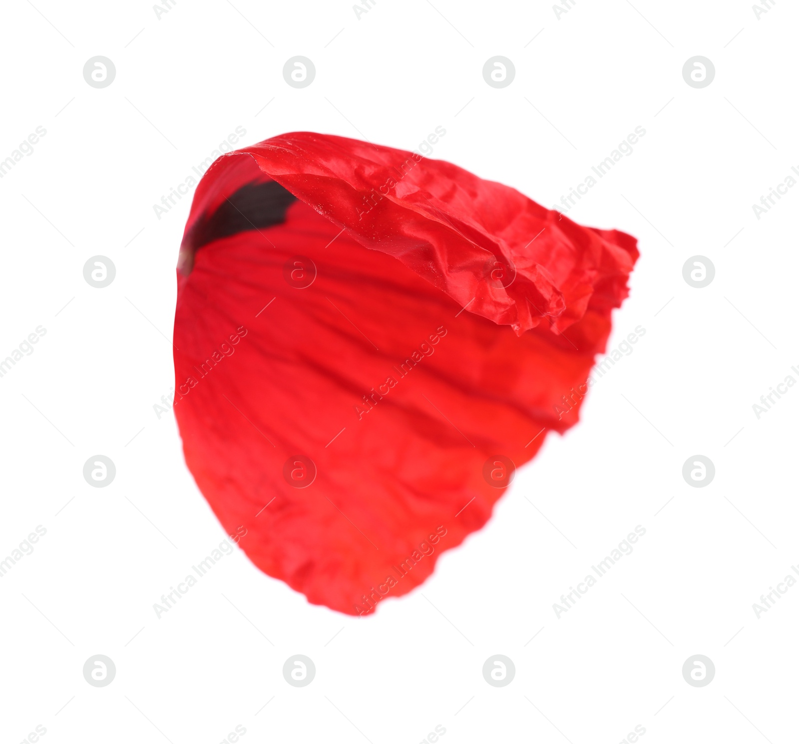 Photo of Petal of red poppy flower isolated on white