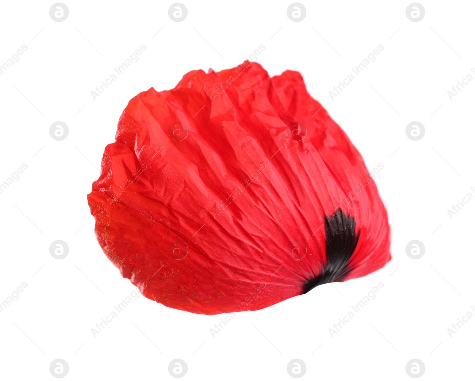 Photo of Petal of red poppy flower isolated on white