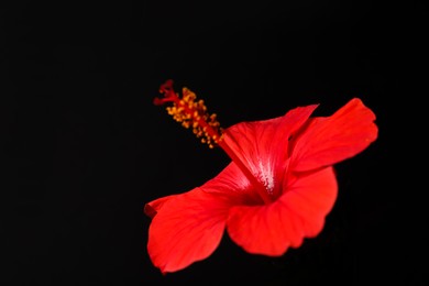 Photo of Beautiful red hibiscus flower on black background, closeup. Space for text