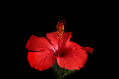 Photo of Beautiful red hibiscus flower on black background, closeup