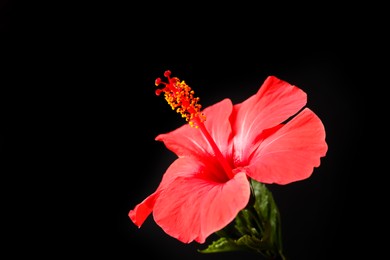 Photo of Beautiful red hibiscus flower on black background, closeup. Space for text