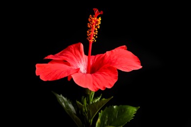 Photo of Beautiful red hibiscus flower on black background, closeup