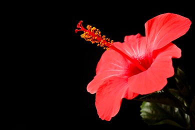Photo of Beautiful red hibiscus flower on black background, closeup. Space for text