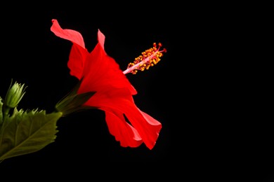 Photo of Beautiful red hibiscus flower on black background, closeup. Space for text